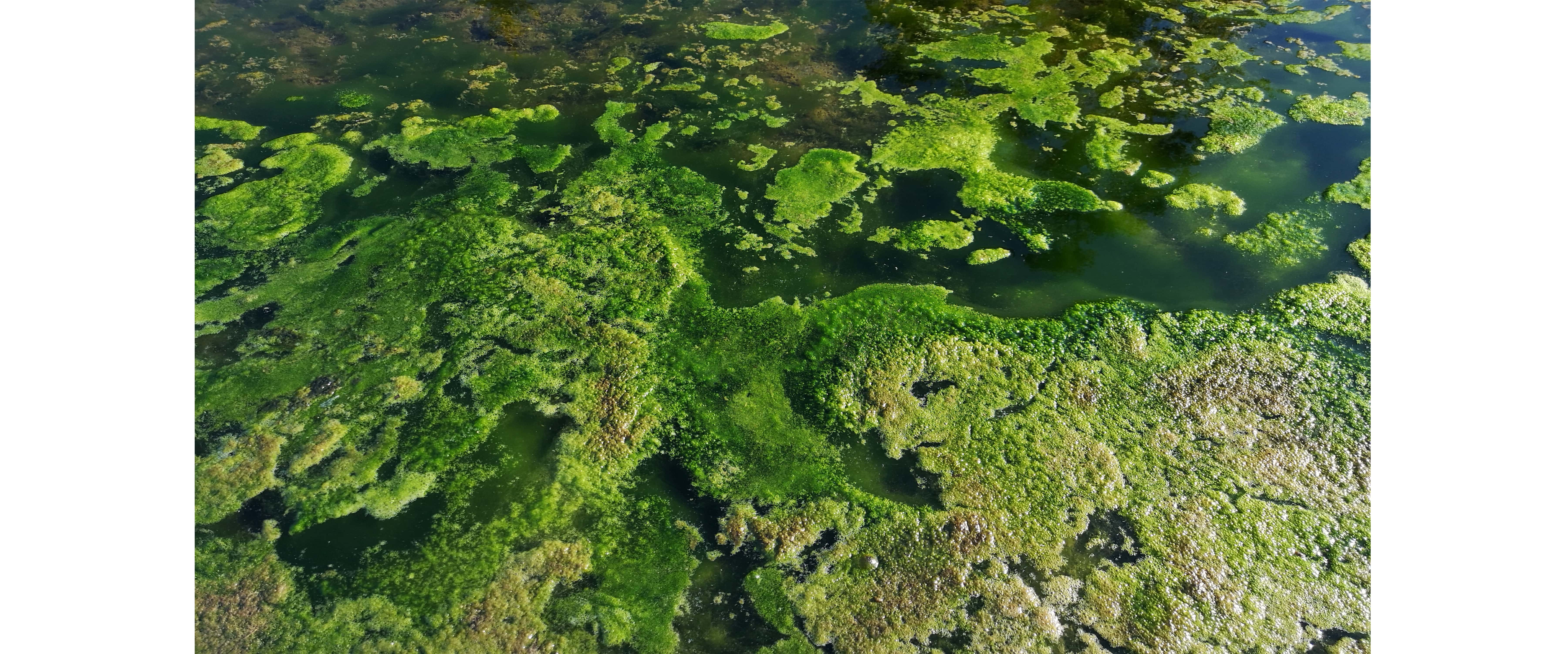 une image de caroussel, photo de mousse sur un plan d'eau ayant l'air d'une photo prise du ciel