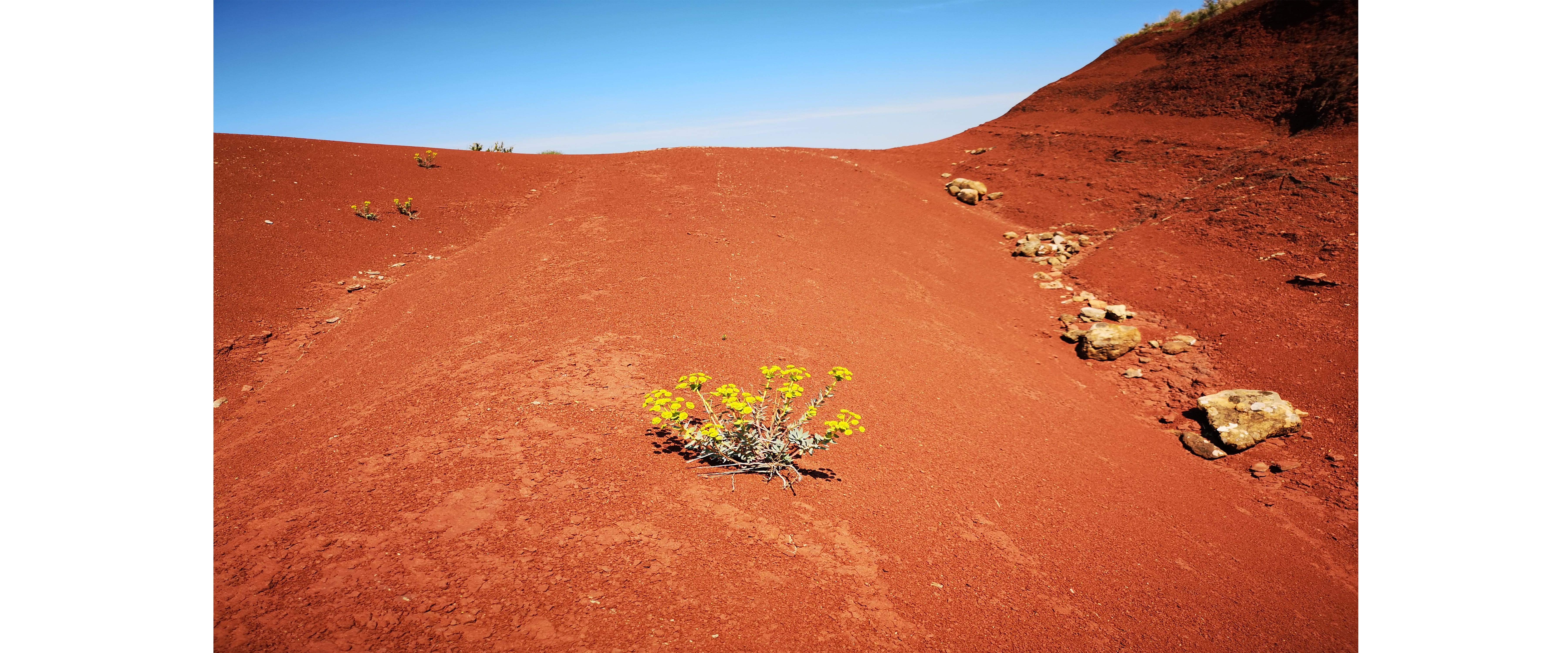 une image de caroussel, photo d'une petite plante au milieu d'un sable orangé